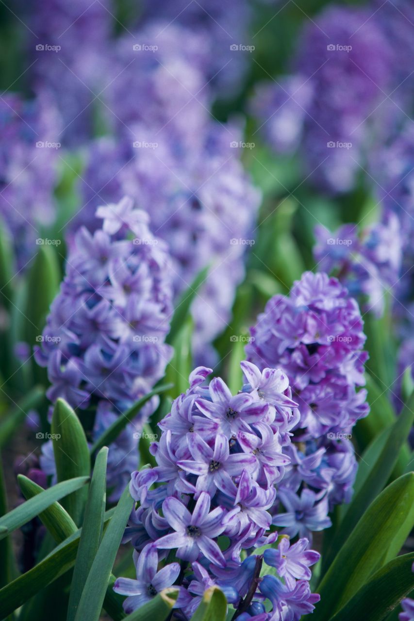 Purple Hyacinths in the Spring 