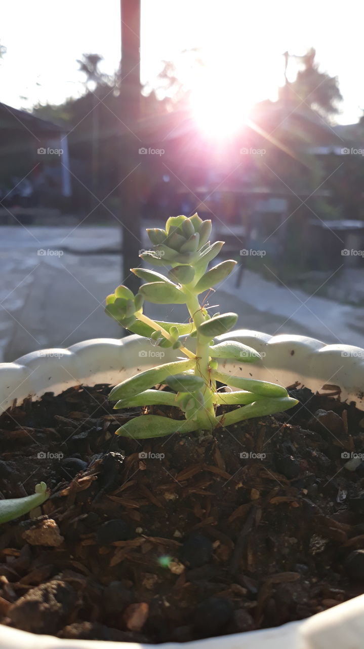 our mini succulent 😍