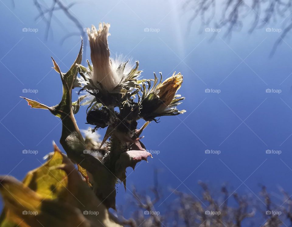 micro photography of silky wild shurb