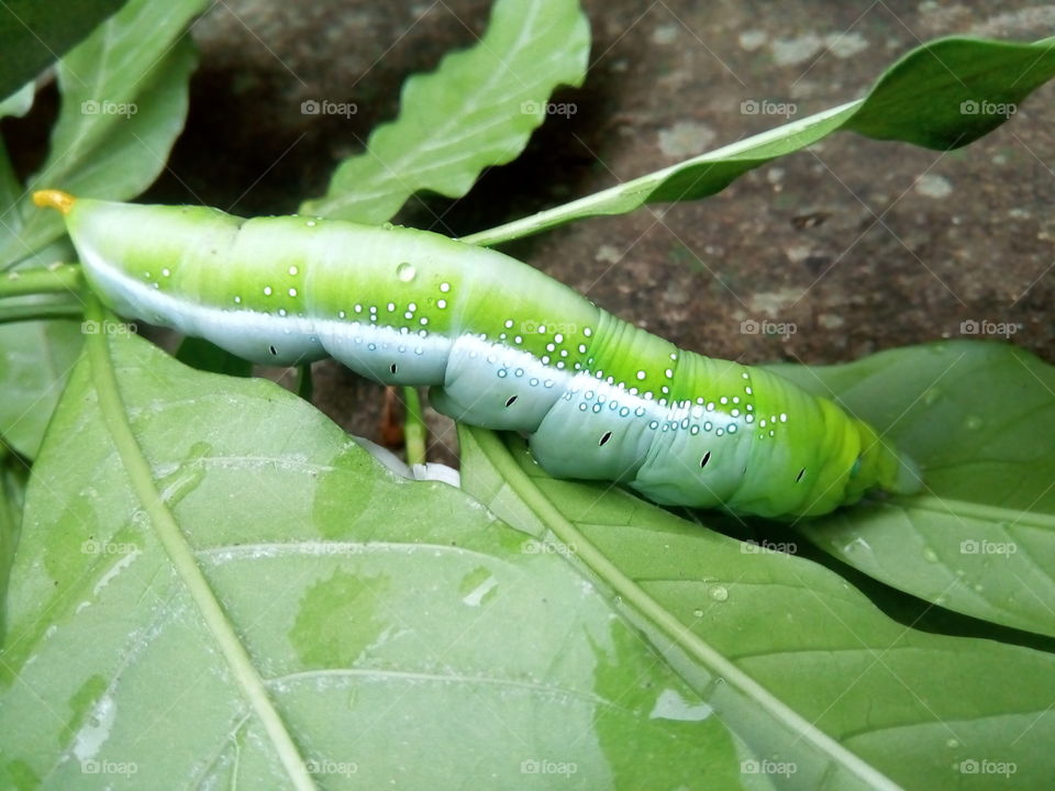 insect caterpillar