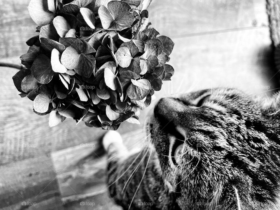 Mackerel tabby cat investigating a dried hydrangea head. Photo in black and white