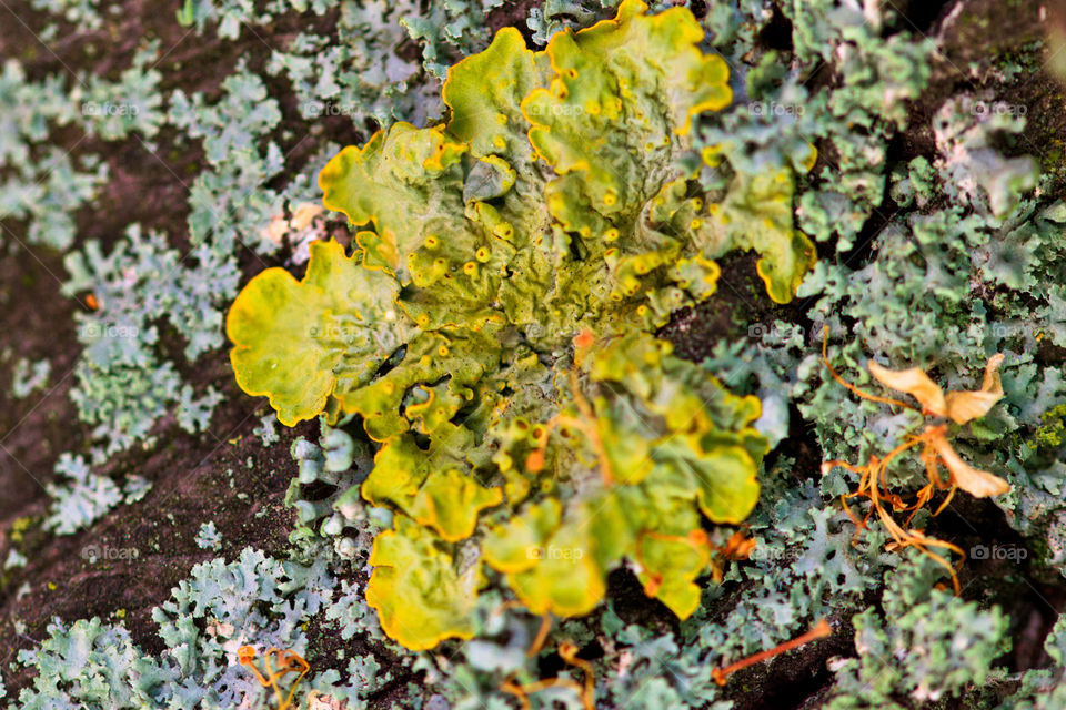 Exploring Macrophotos