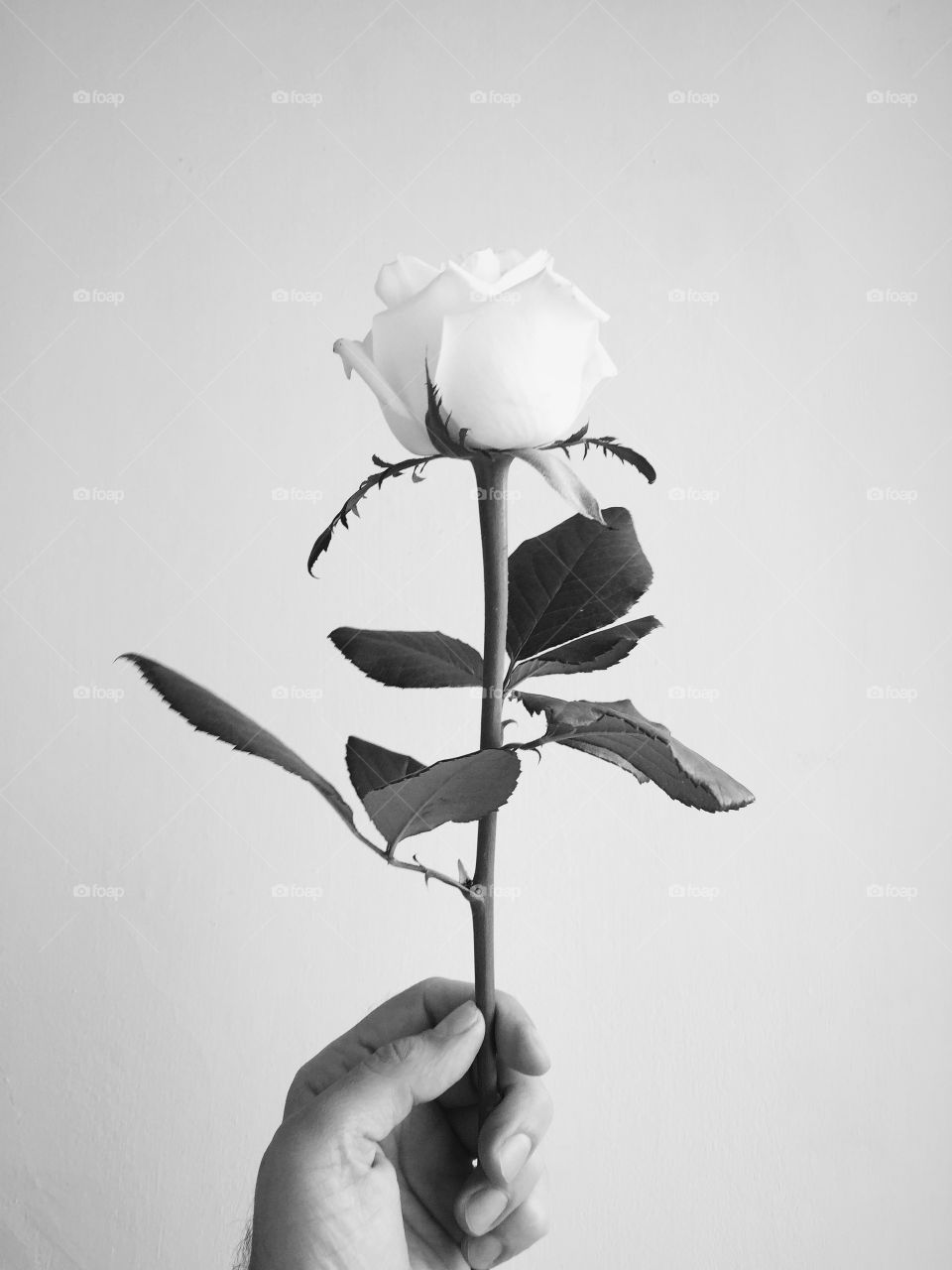 White rose