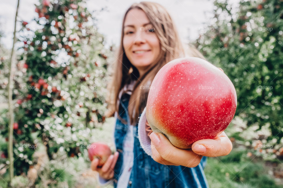 Picking apples 