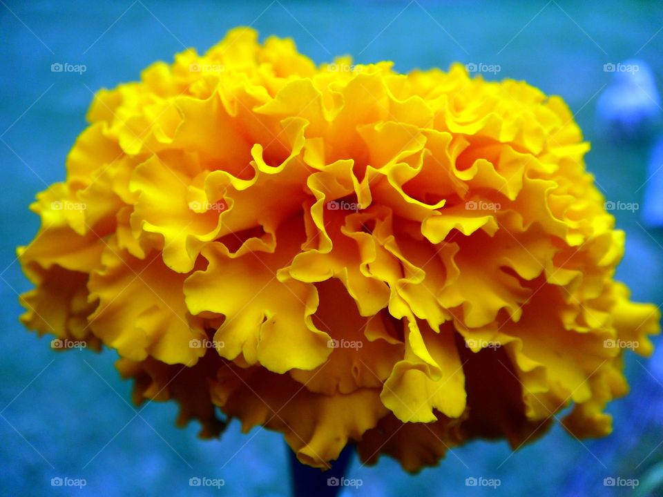 Marigolds are unique, ripples of petals, and their own scent. This is a yellow flower & a profile photo!
