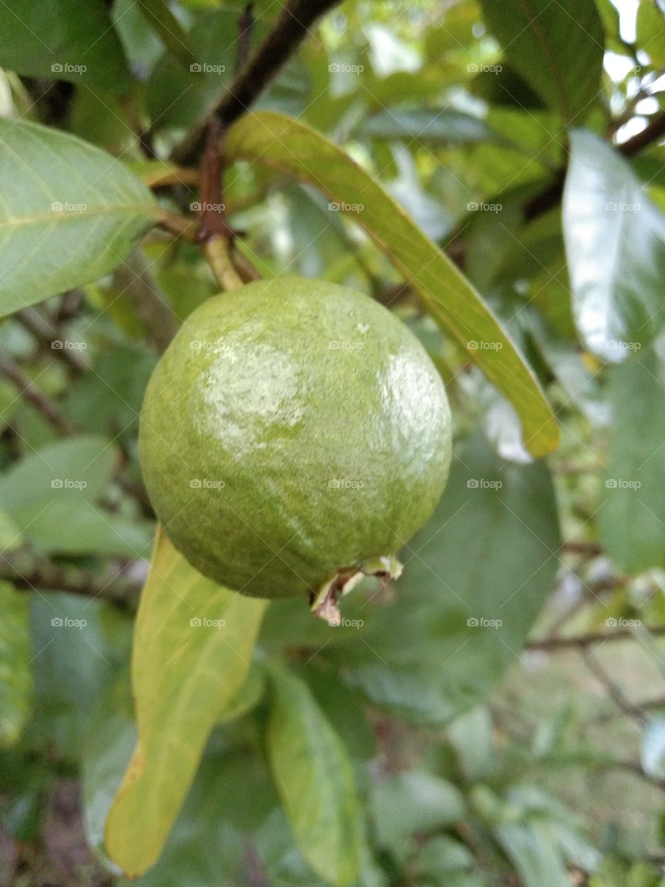 A Very Beautiful Guava, and, with Guava
Tree.
