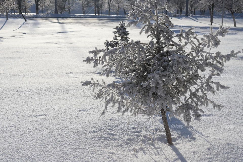 зимняя красота