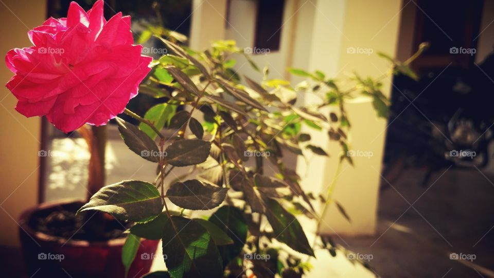beautiful rose for u