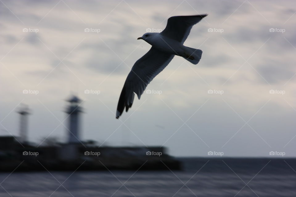 No Person, Seagulls, Water, Bird, Sea