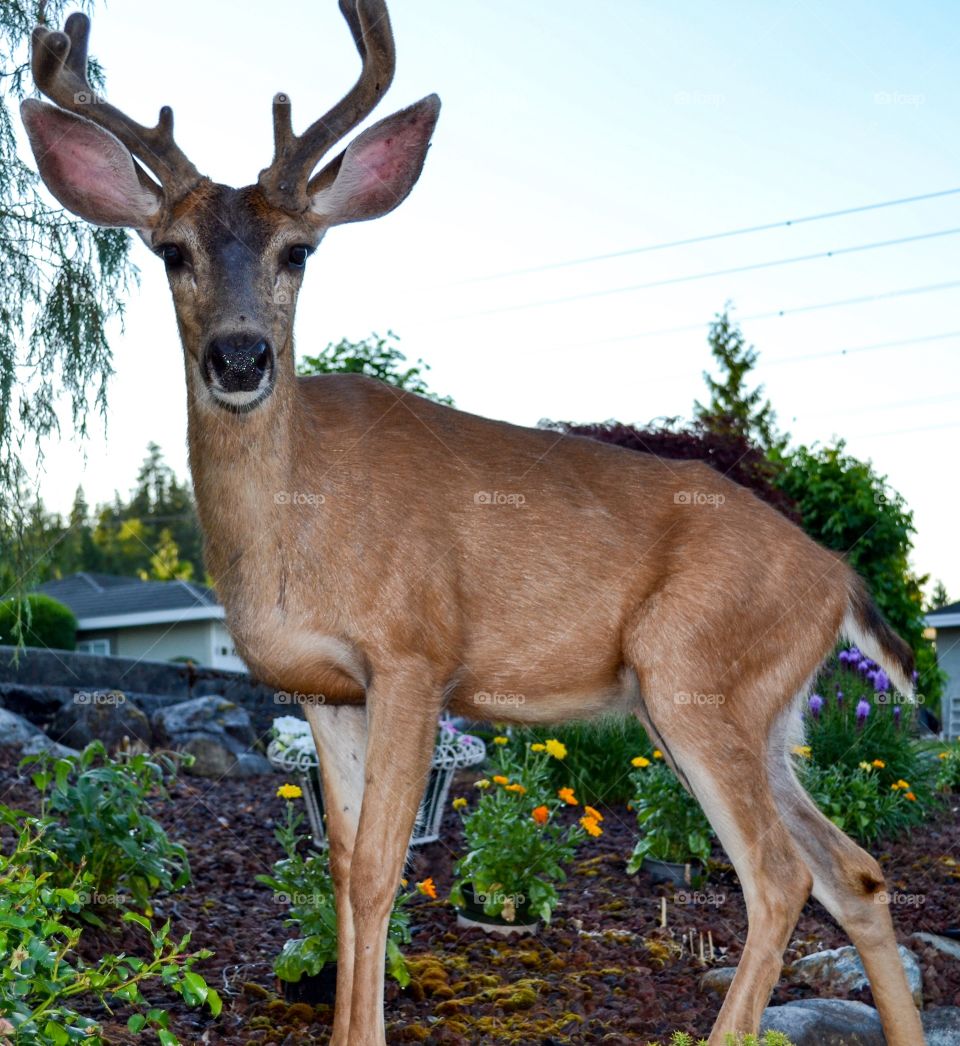 Male deer Buck with antlers in suburb neighbouring garden. Deer in the city