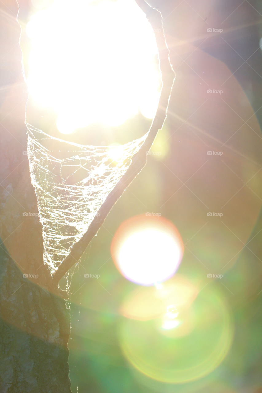 Web. Taken in Tennessee during a sunset