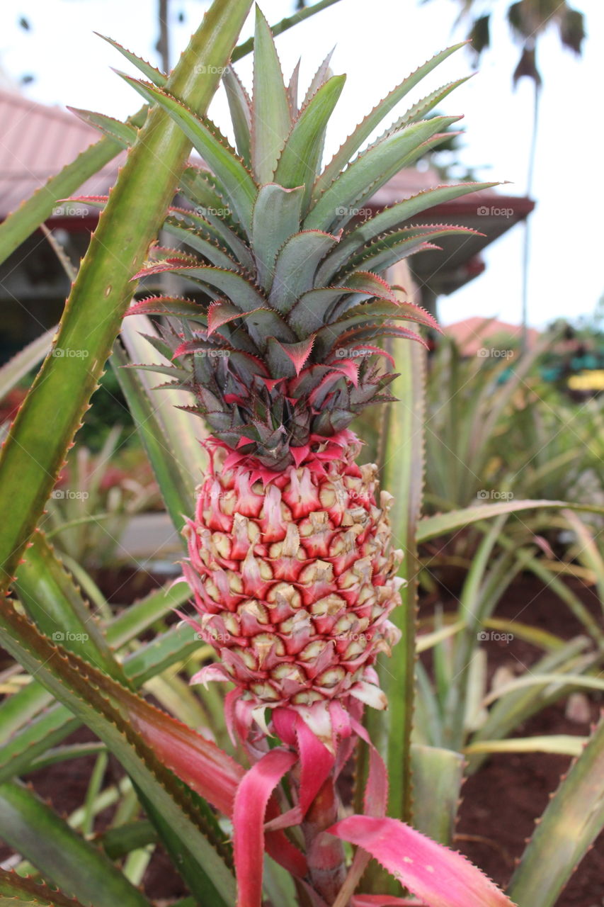 Pineapple plant at the Dole plantation 