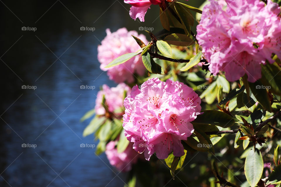 Light pink large flower on a bush