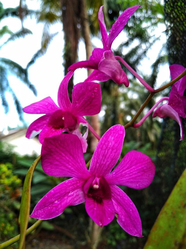 Pink orchid flowers