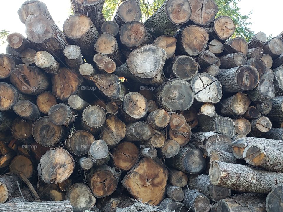 Tree logs