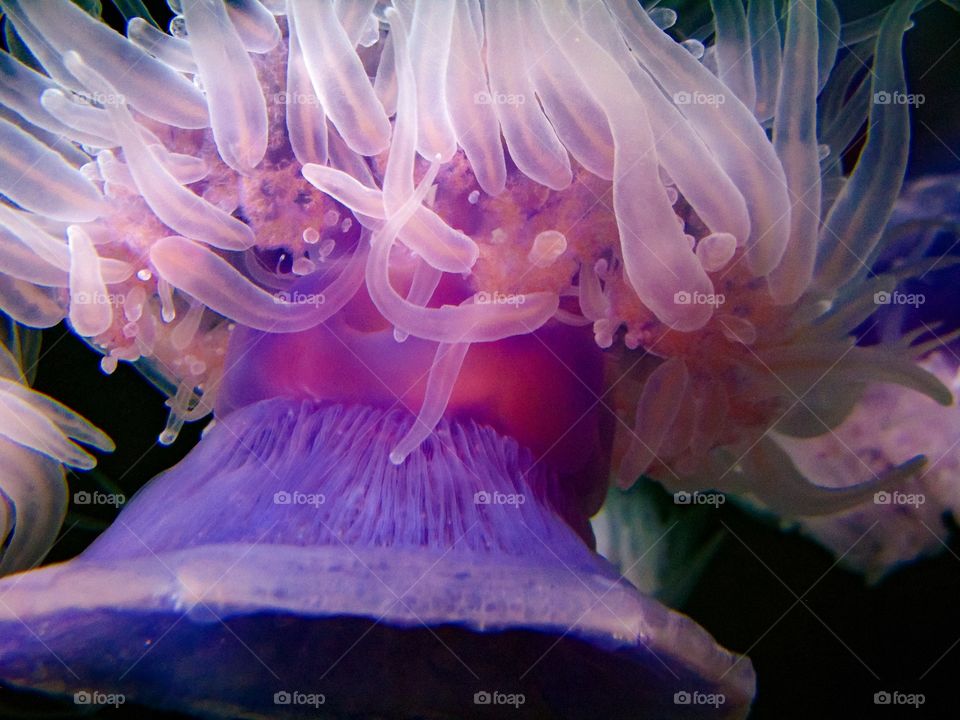 Jellyfish