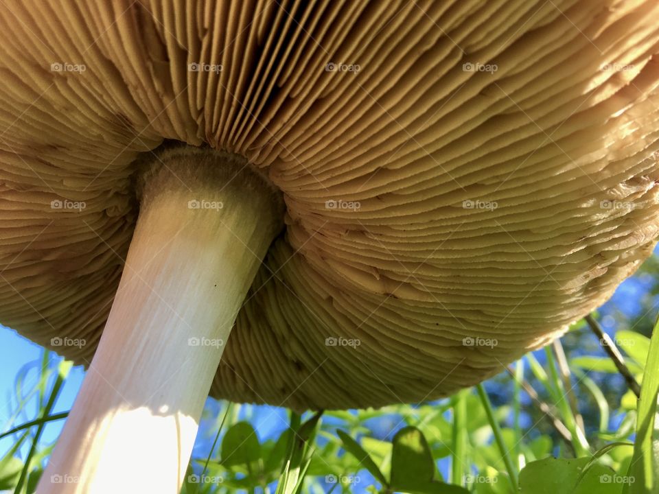 Mushroom from below 