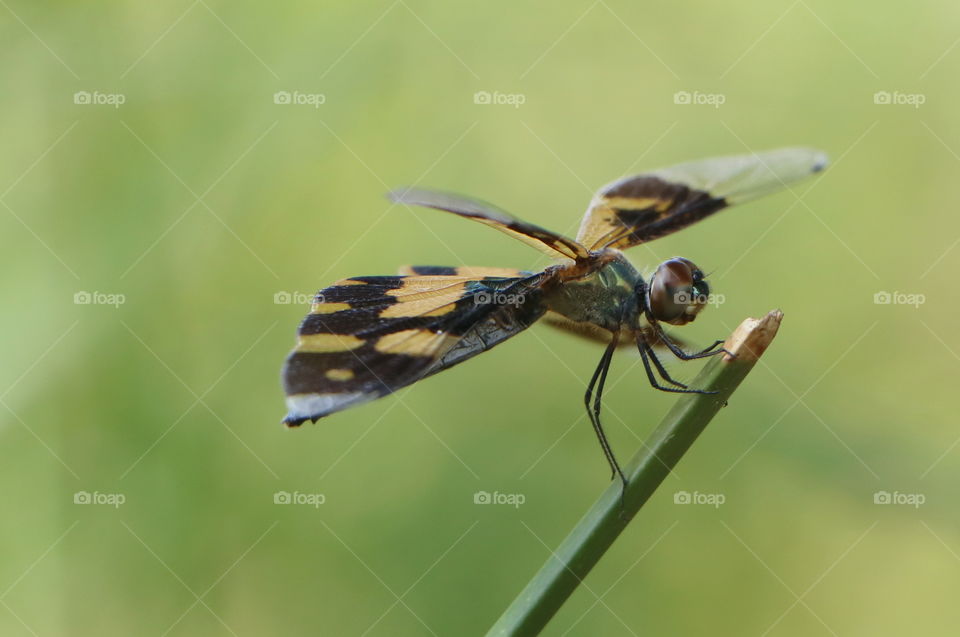 tiger patterned dragon fly