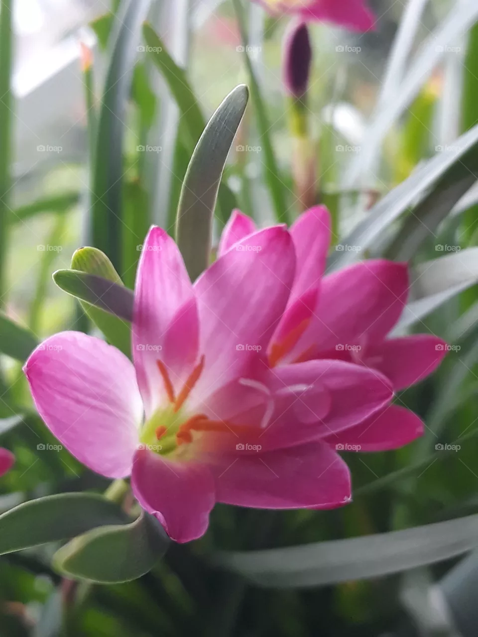 Floweres