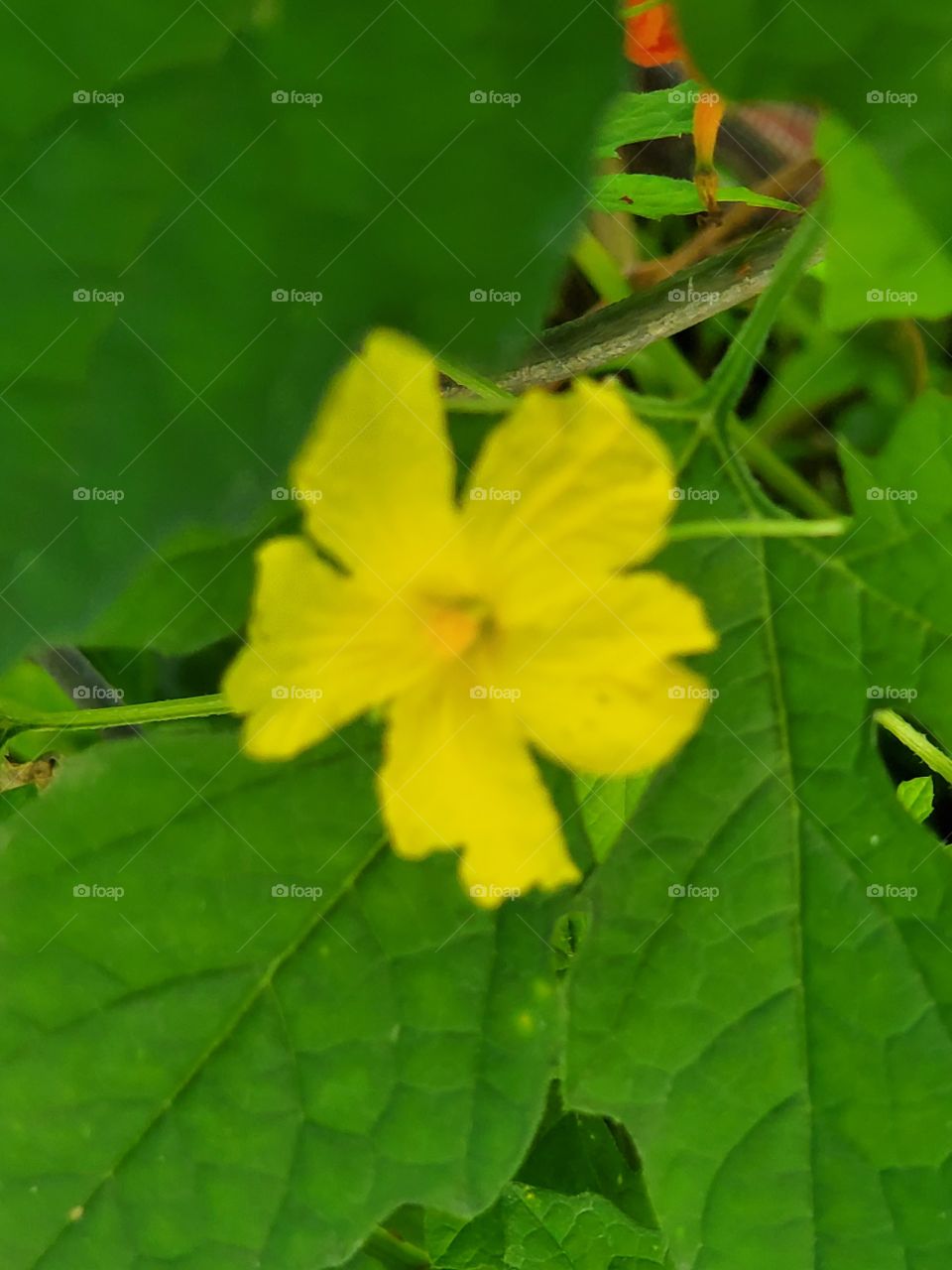 miniature  yellow flower