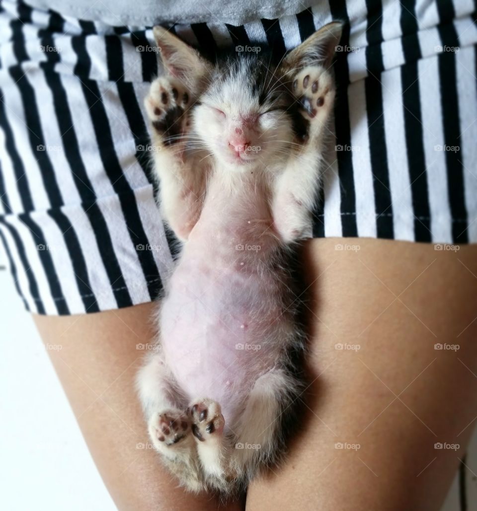 Kitten fall asleep in its owners lap with full belly...