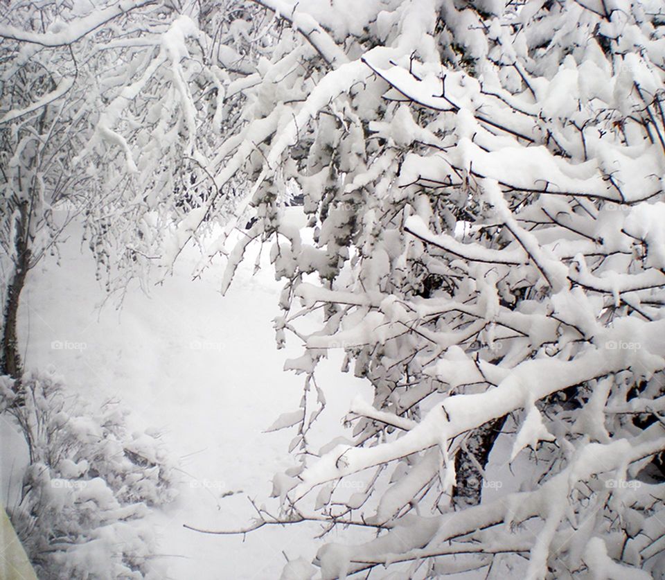 thick snow covered branches in Oregon Winter