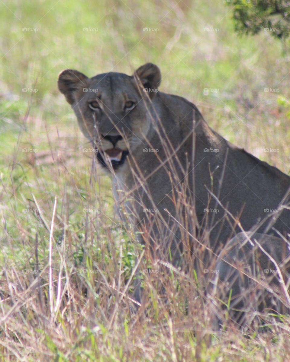 View of lion in forest