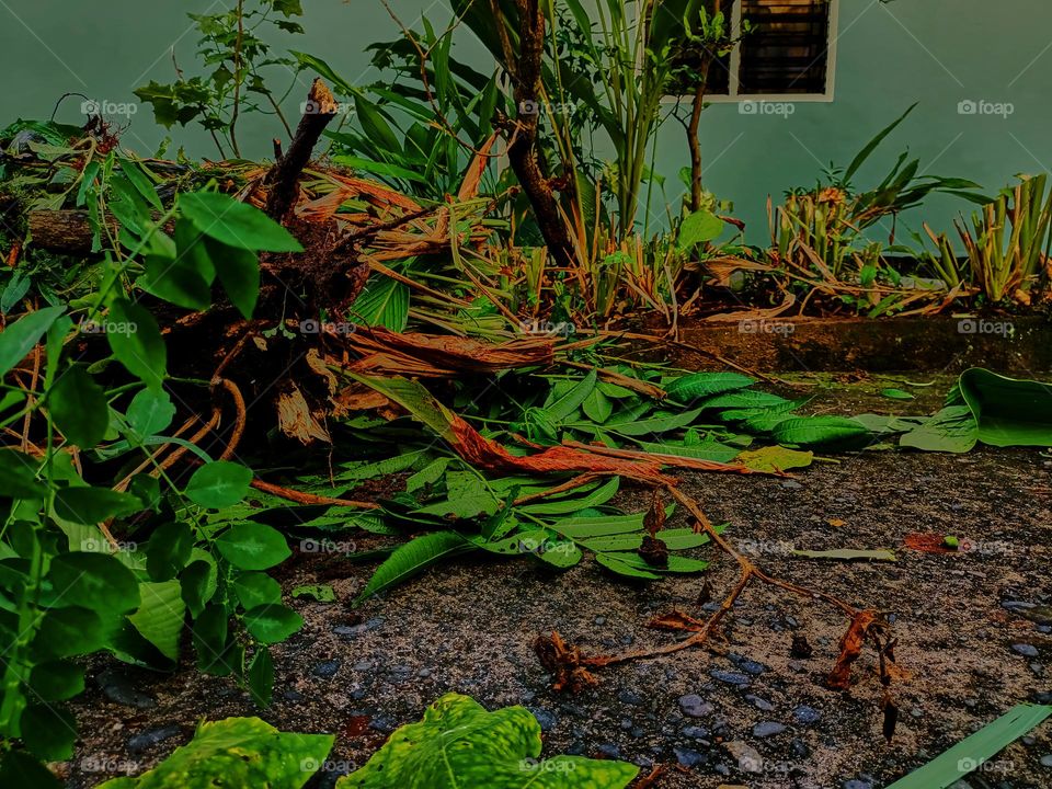 Pruning plants in the garden, then the organic waste is used as fertilizer for the plants in the garden