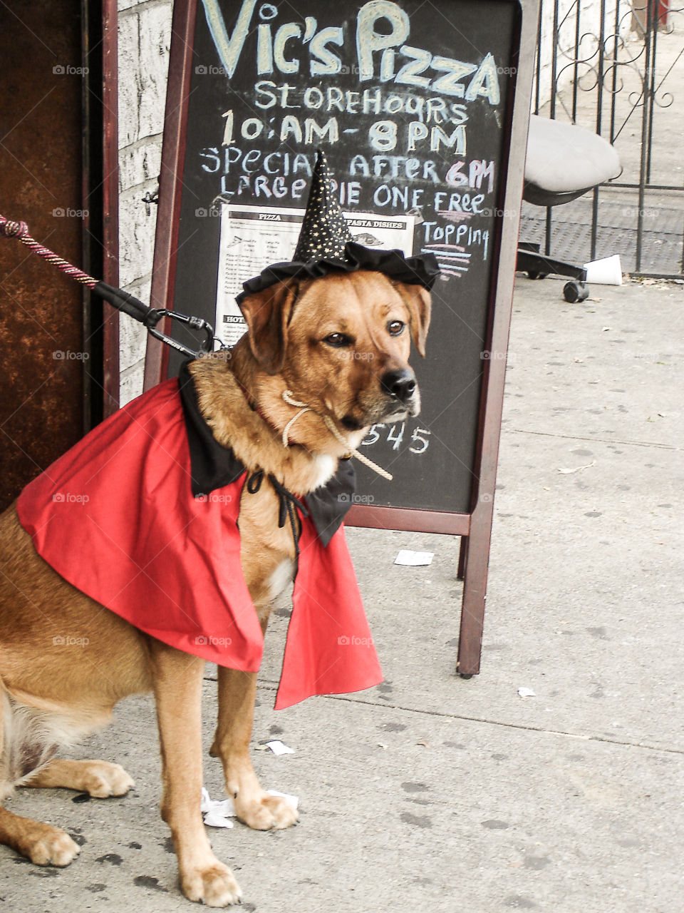 Halloween dog