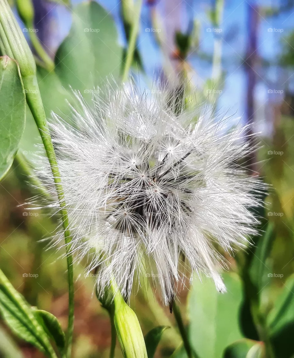 seeds