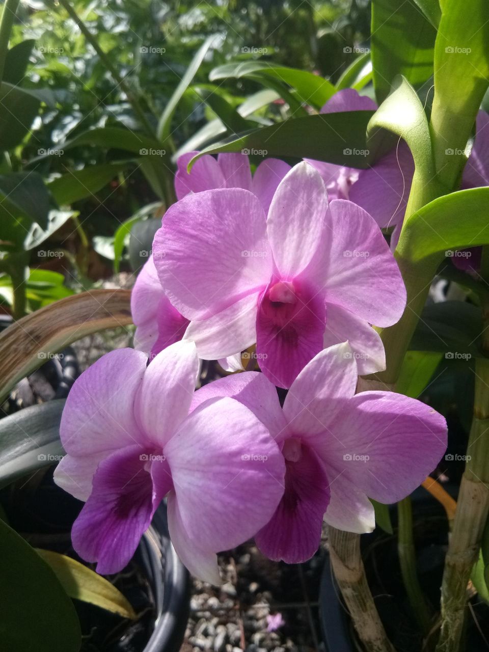 Planting orkid in the garden is beauty in Nature