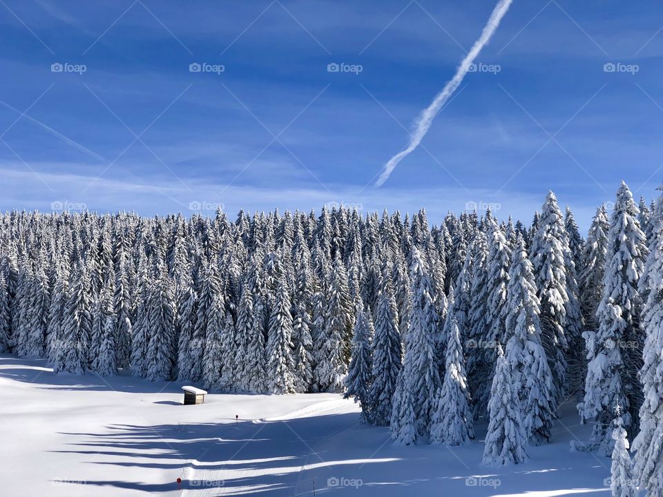 Idyllic winter 