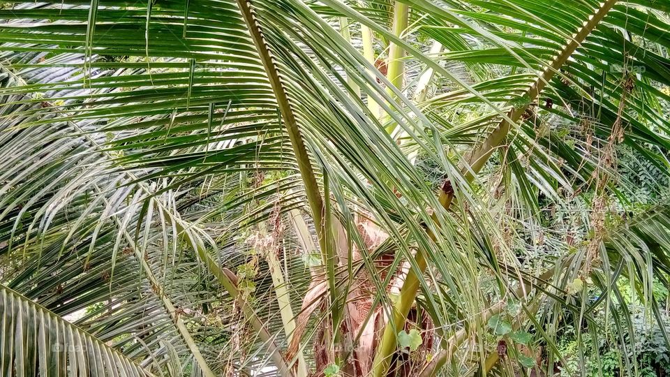 Coconut tree of simple smil...