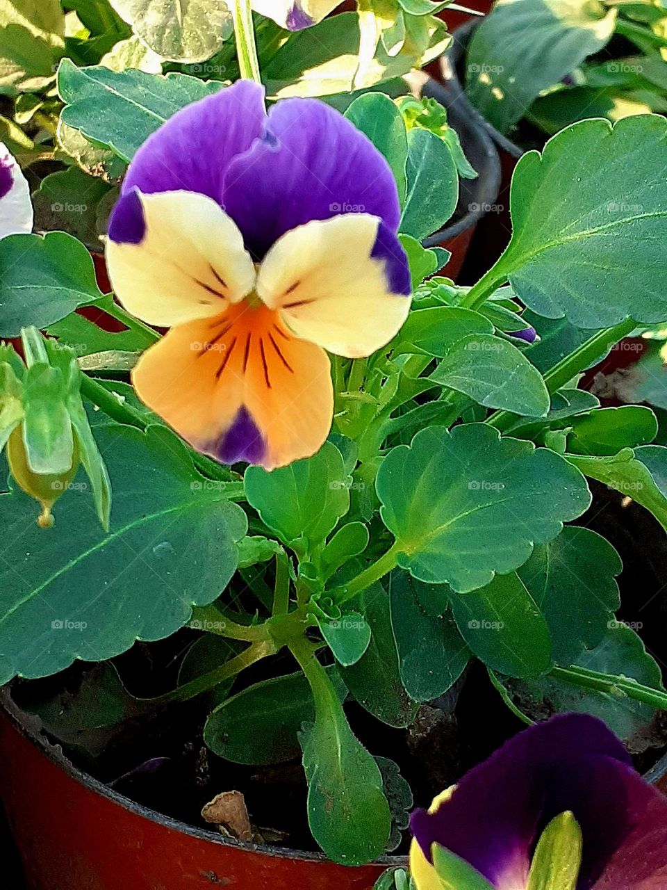 complementary colors