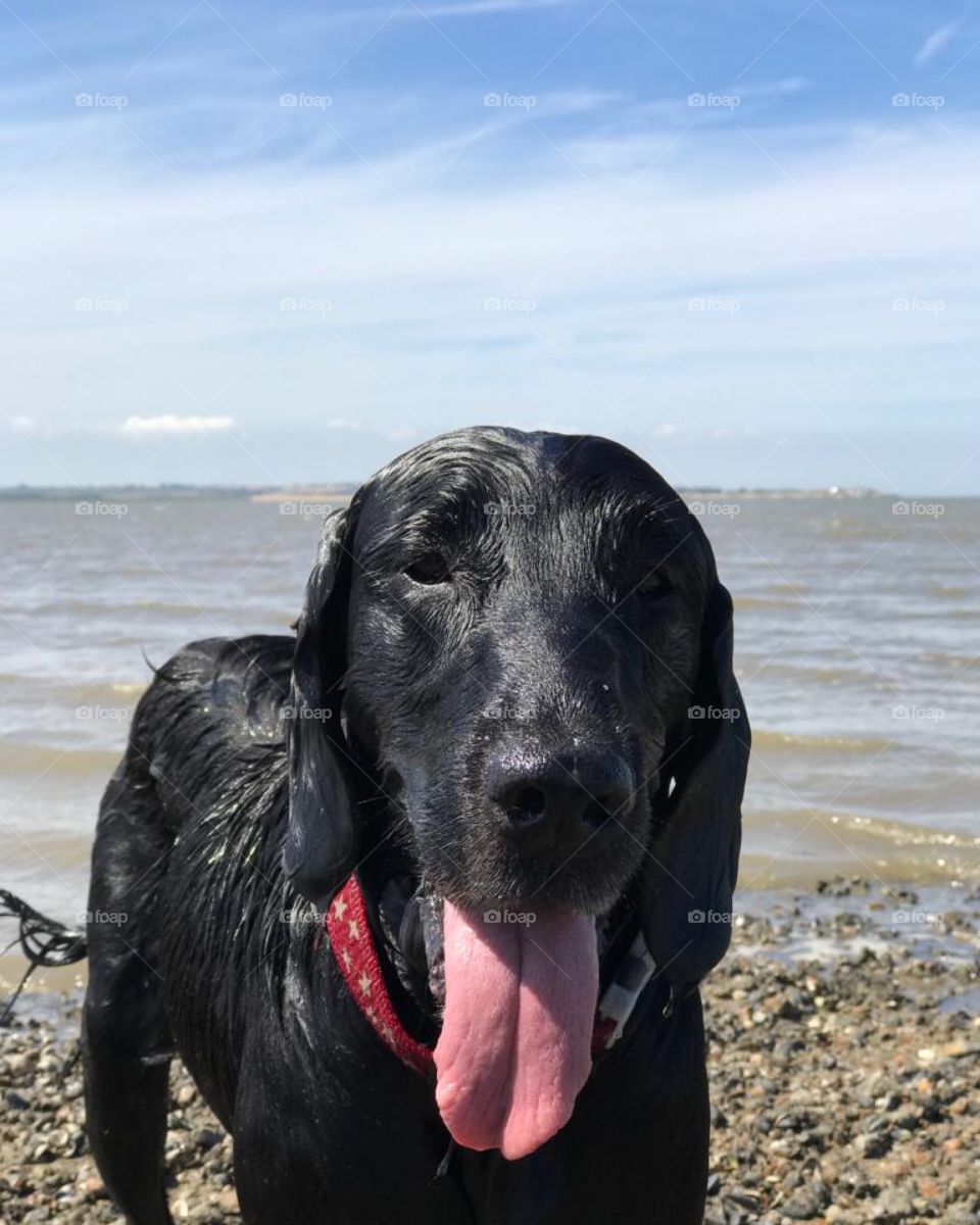 Flatcoat retriever, is wet having been swimming in sea. Kent UK. Panting on a sunny day 