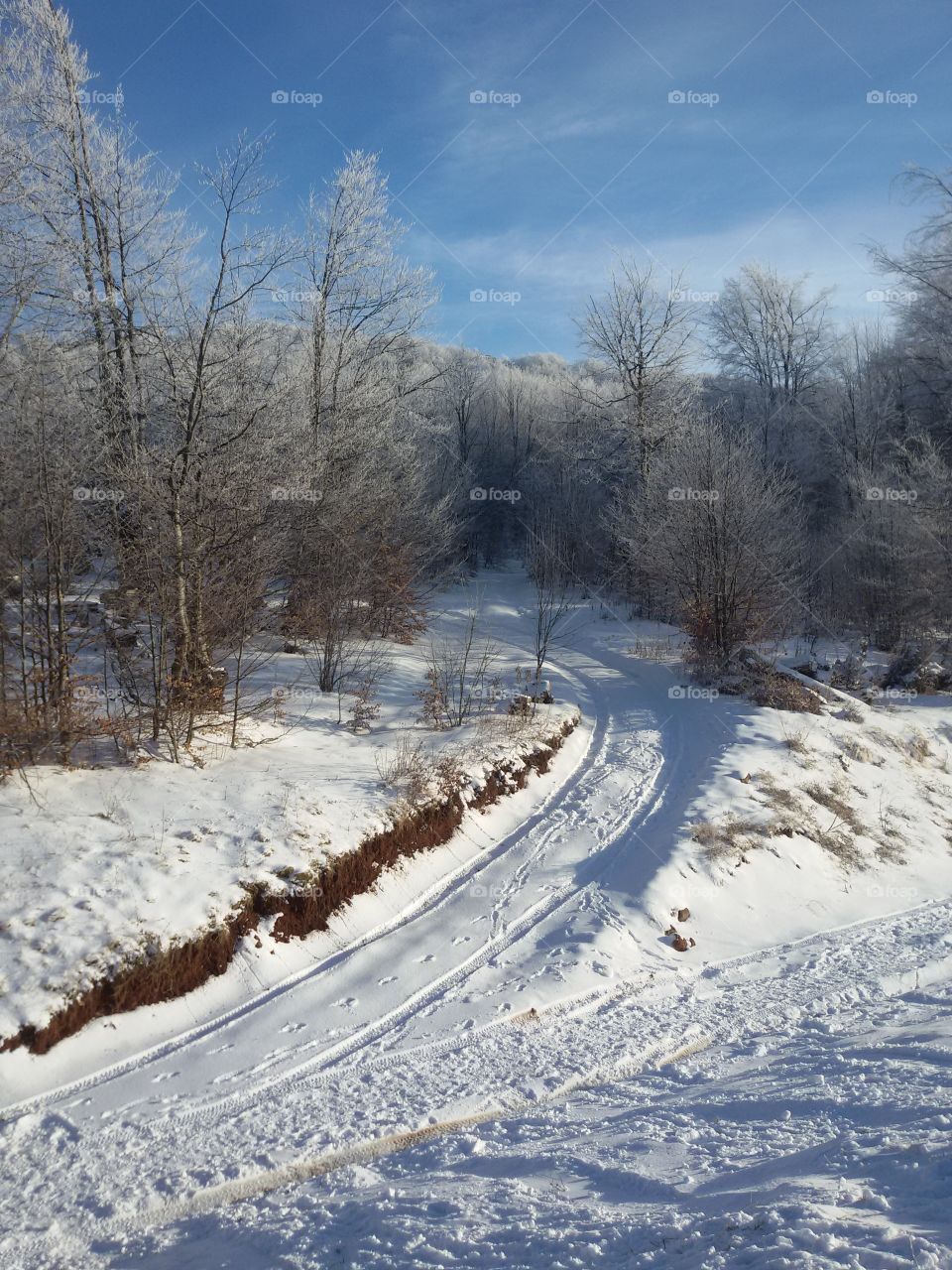 View of footpath passing through forest