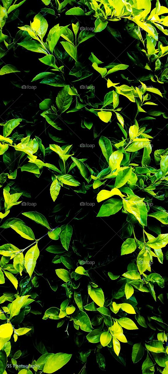 leaf wallpaper