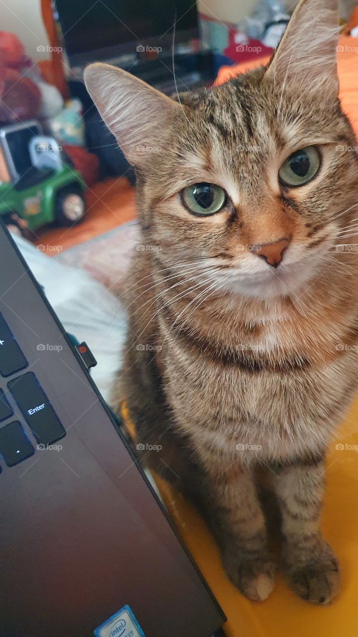 can sitting near laptop