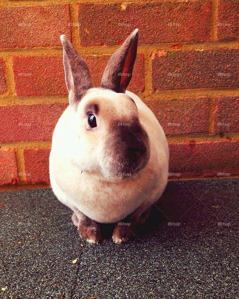 Rabbit, Cute, Animal, Pet, Bunny