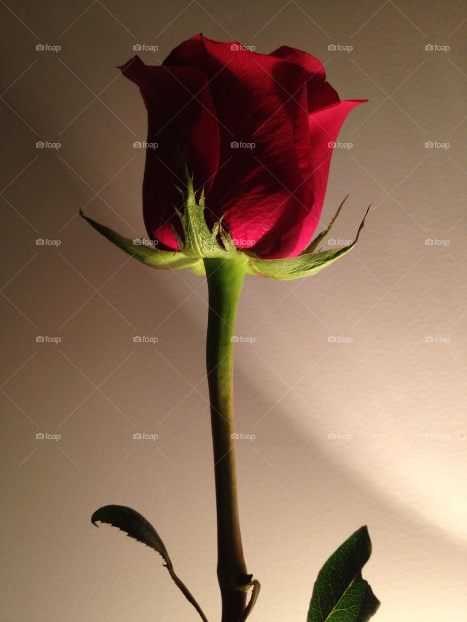 red flower. rose. love. by jillsager