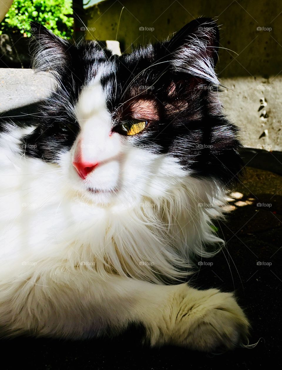 Pepper the cat outside