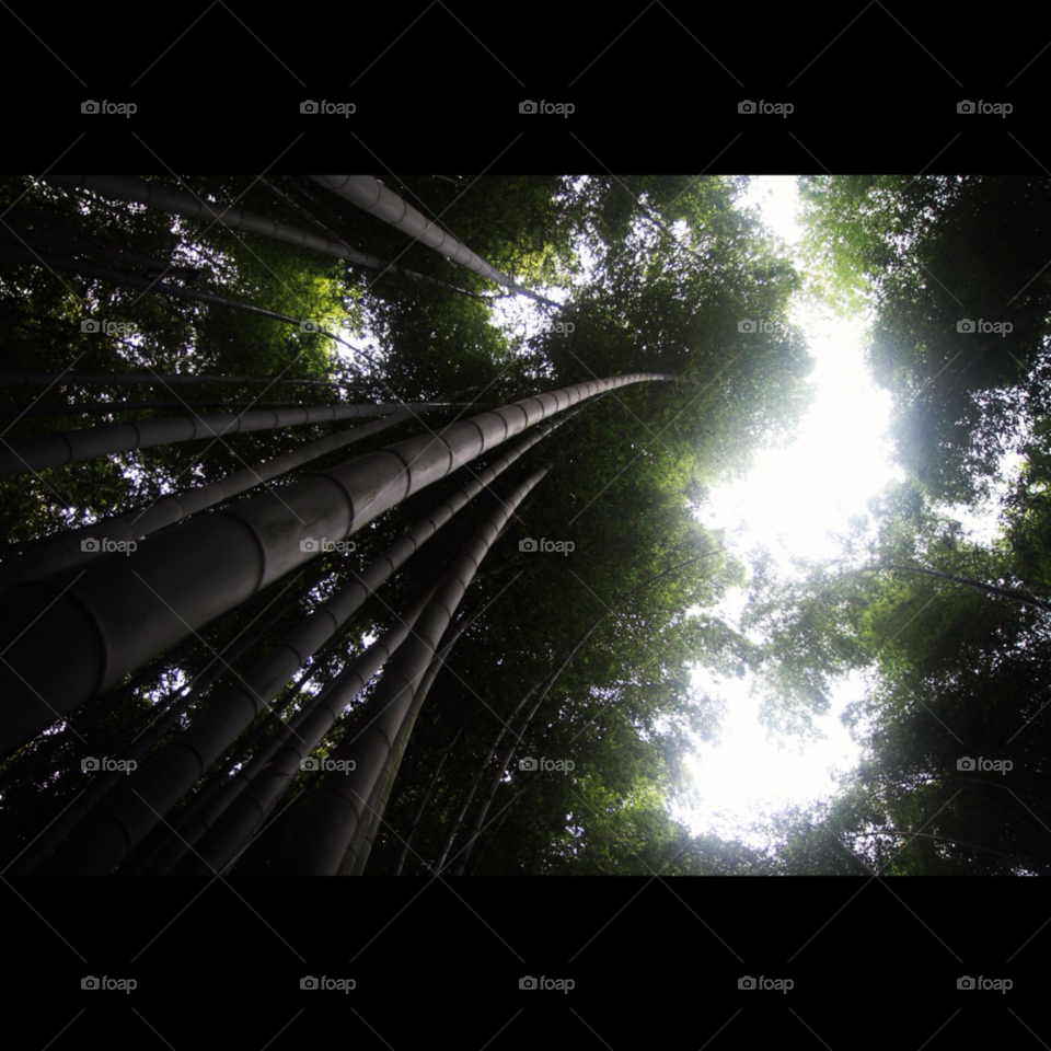 japan forest bamboo by KengPP