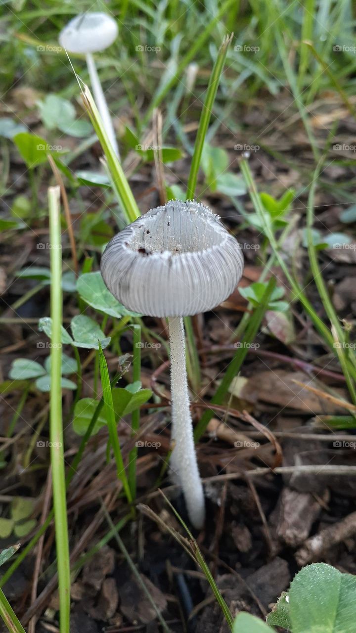 Hare's Foot Ink Cap Mushroom