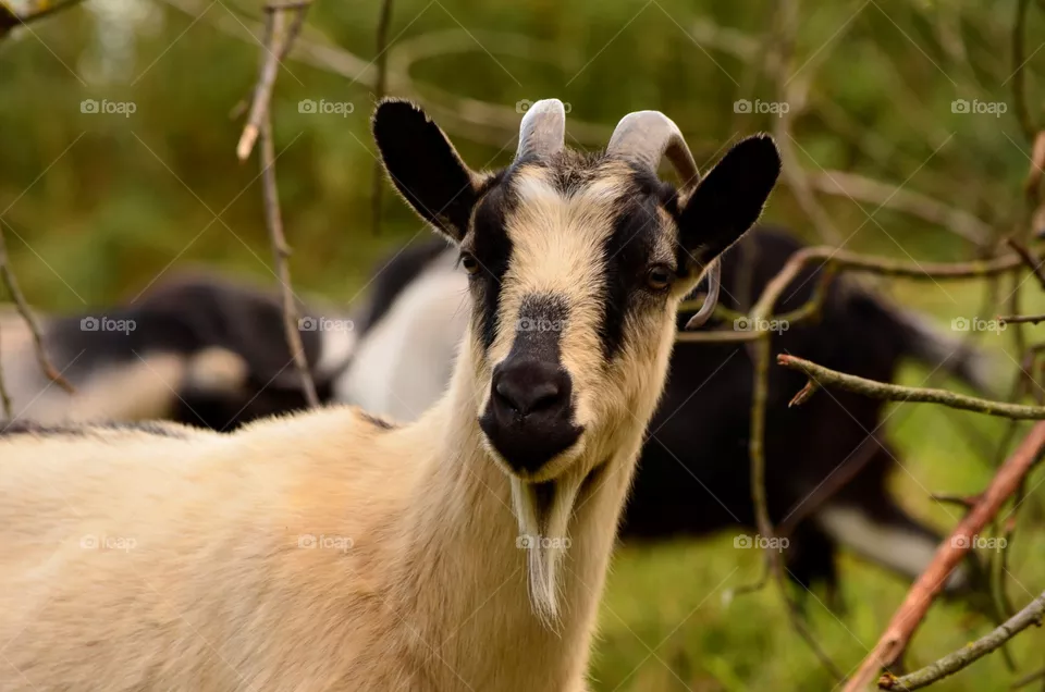goat