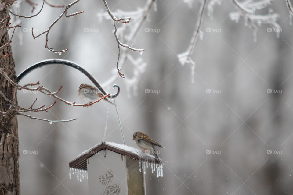 Birds withstanding ice storm in West Virginia