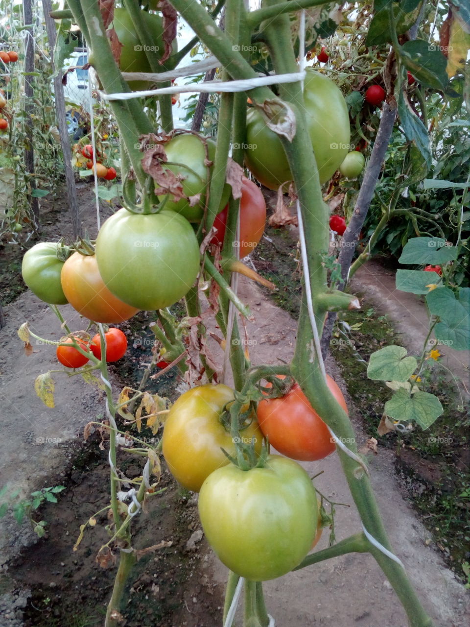 tomatoes  #1