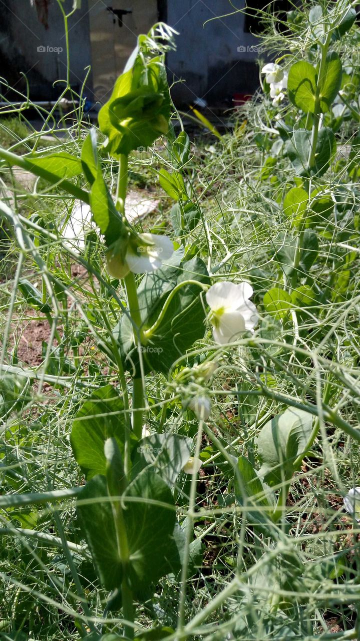 Green stem node and internodes of pea plant shows white flowers
