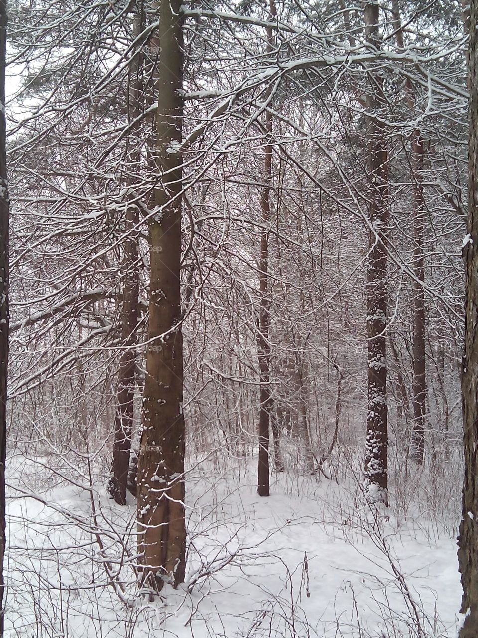 Winter, Snow, Wood, Tree, Cold