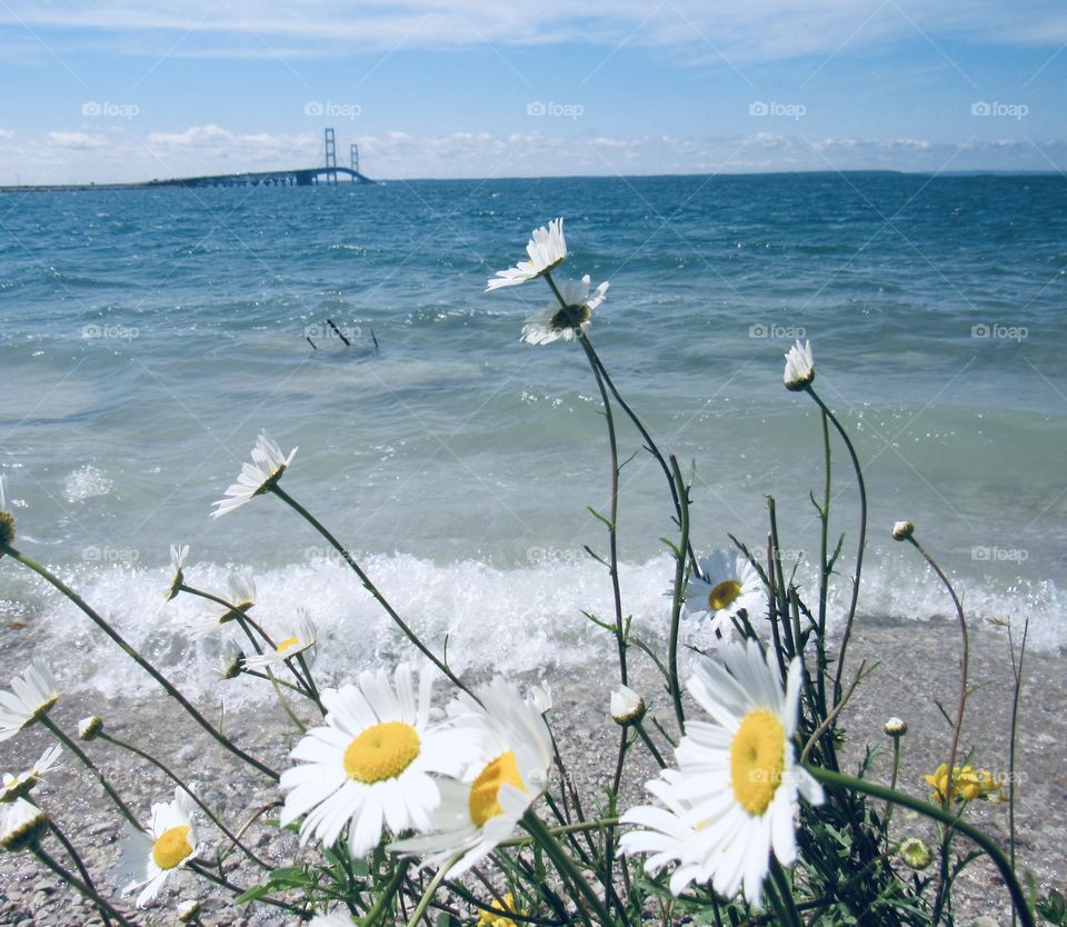 Mackinaw bridge on Lake Superior with flowers