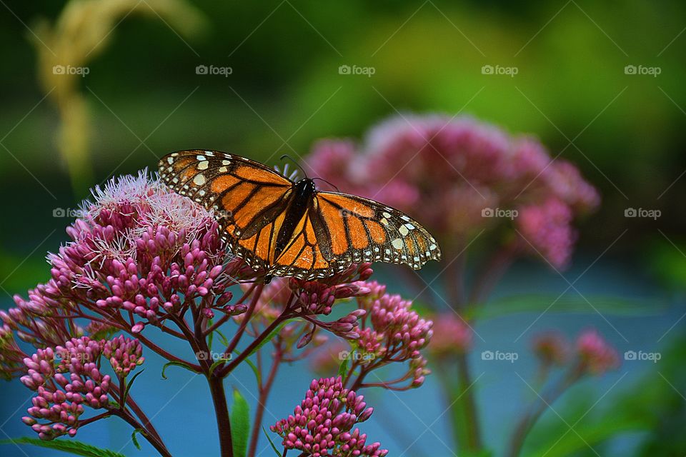 Monarch Butterflies use their eyes to find flowers to drink nectar. The vivid markings crossbones and skulls serve as a warning sign for predators 